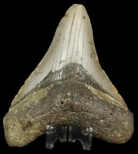 Megalodon Tooth - North Carolina #45632